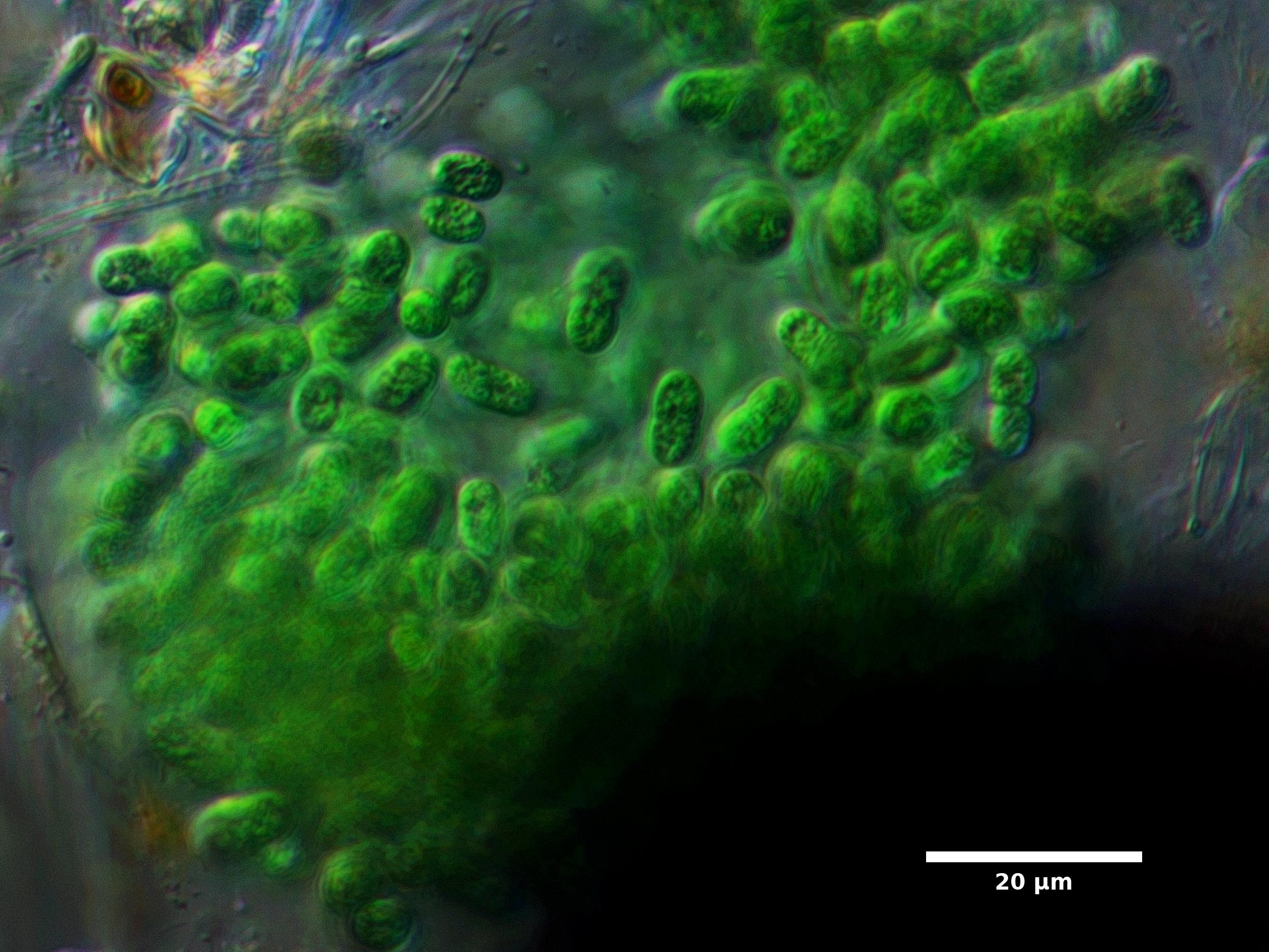 Algae/Lake_Chelan/cyanobacteria/aphanothece_oct25_23_600N_LOWR_EX.jpg