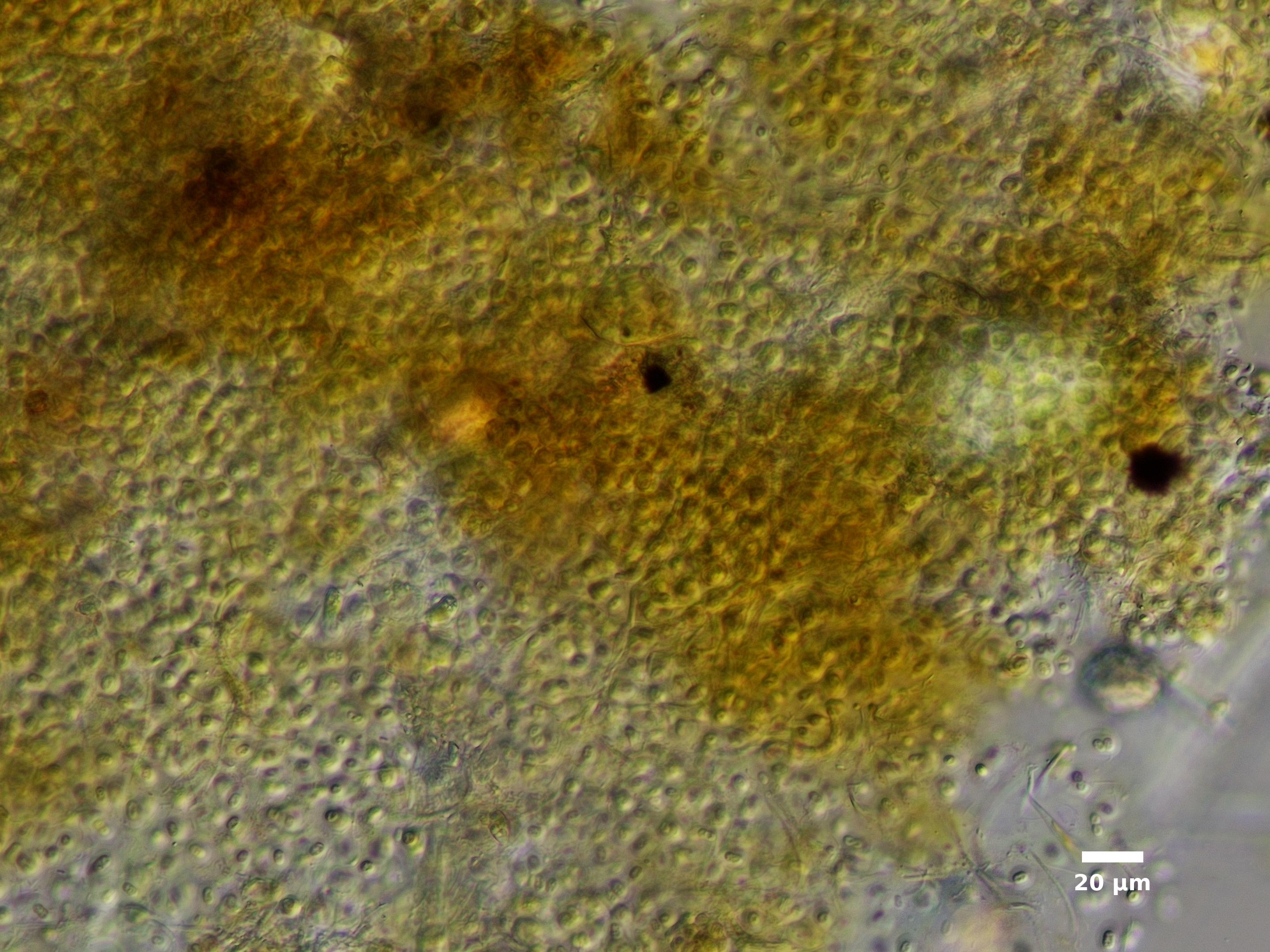 Algae/Lake_Chelan/cyanobacteria/gloeothece_rupestris_mb_sep22_23_200N_CRYV_EX.jpg