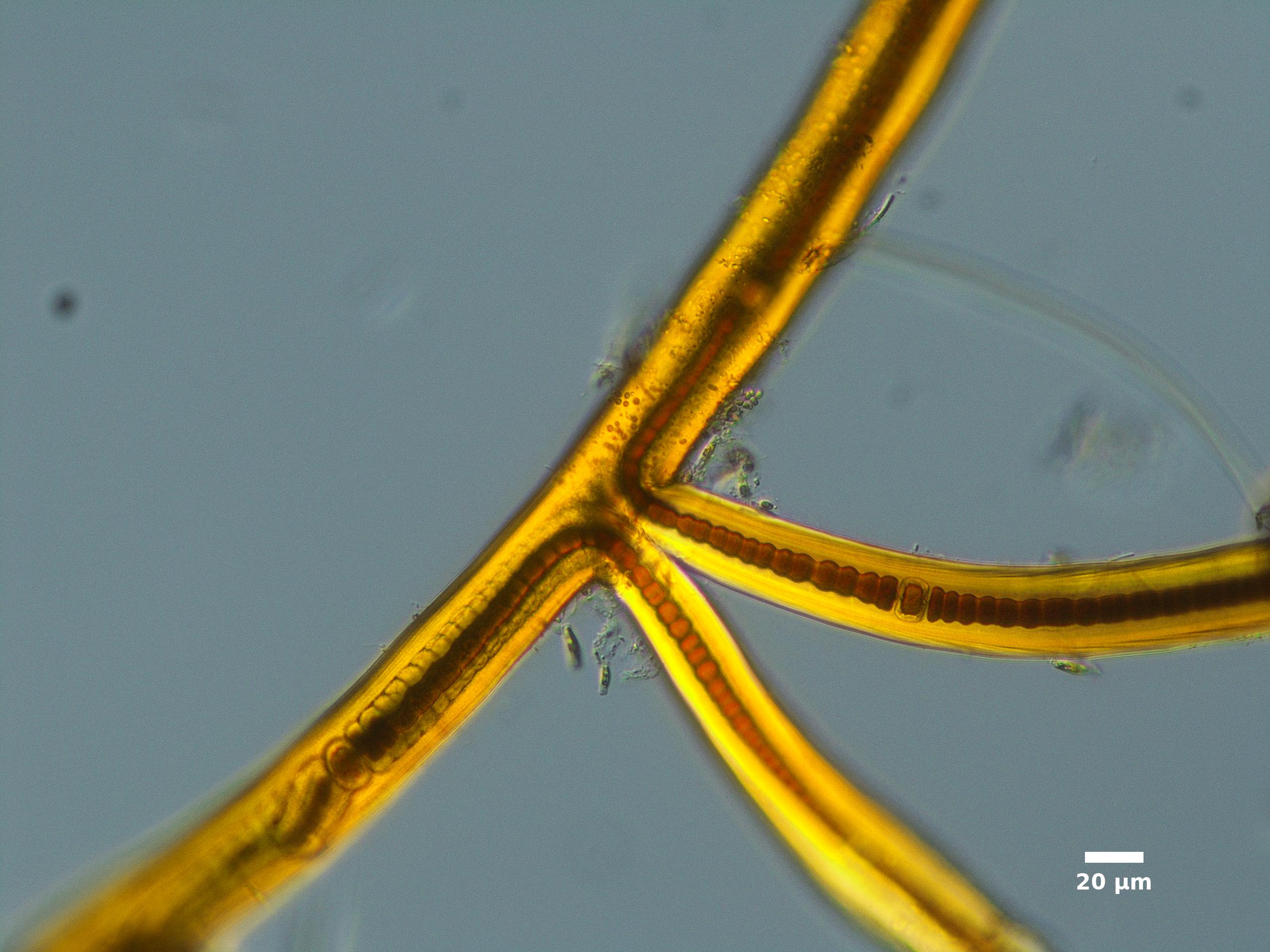 Algae/Lake_Chelan/cyanobacteria/scytonema_dec27_20_200N_L_LC_FPA.jpg