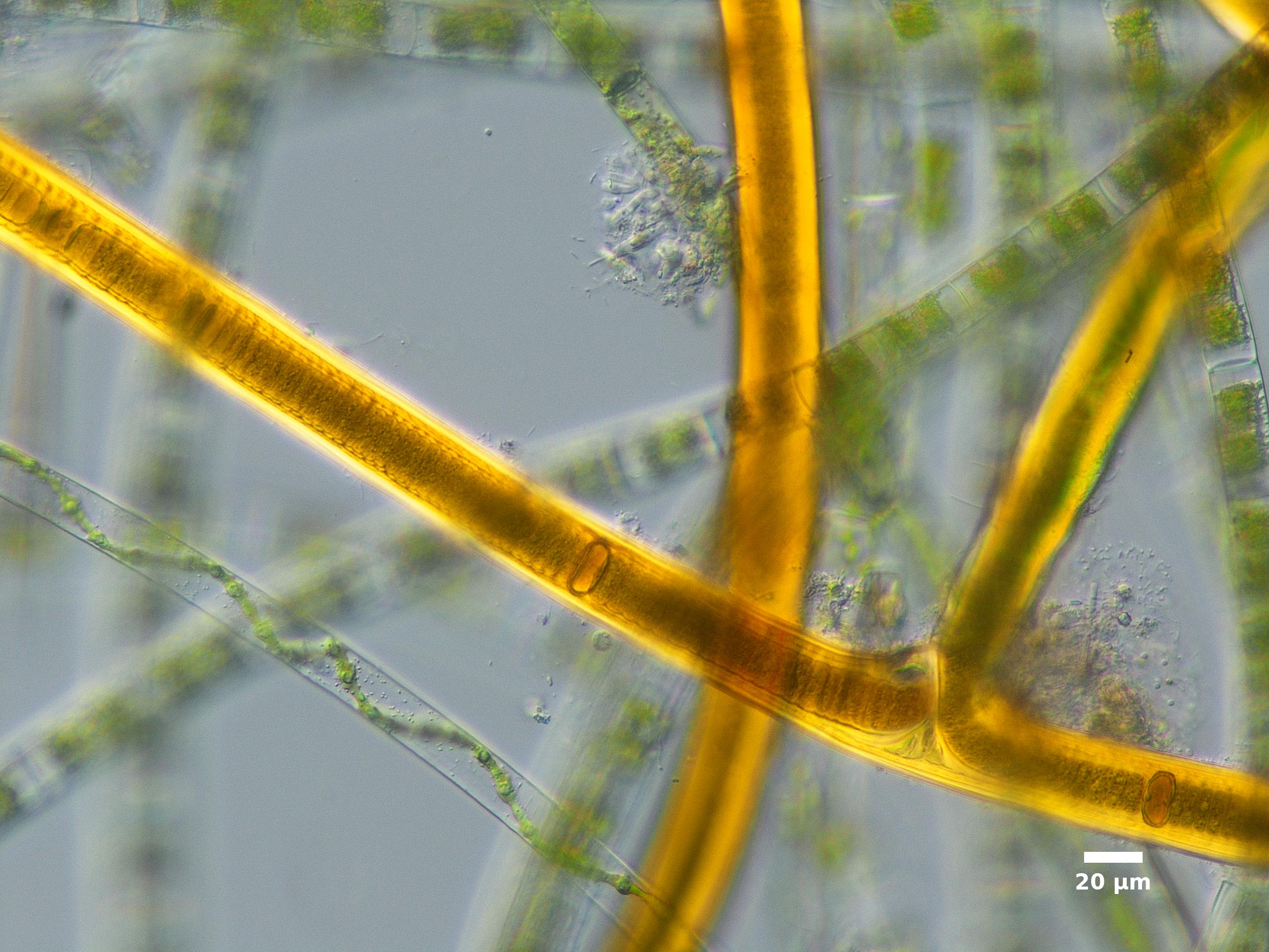 Algae/Lake_Chelan/cyanobacteria/scytonema_oct31_20_200N2_50H.jpg