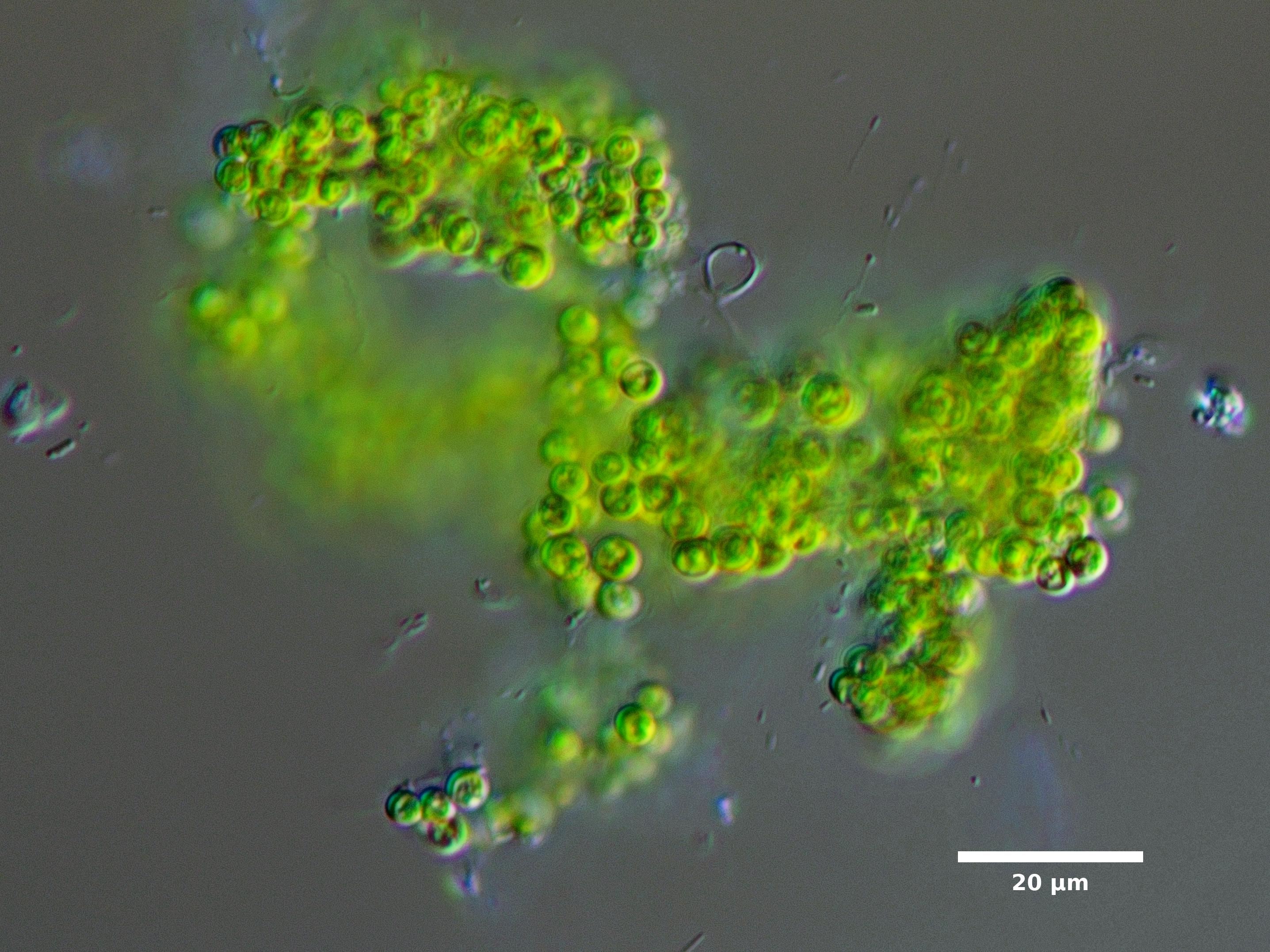 Algae/Lake_Chelan/other/nannochloropsis_cf_oct24_23_600N_PUTC_EX.jpg