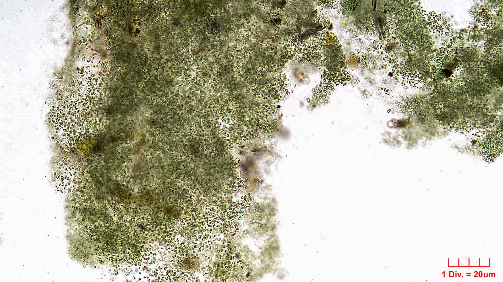 Cyanobacteria/Chroococcales/Aphanothecaceae/Aphanothece/saxicola/8.jpg