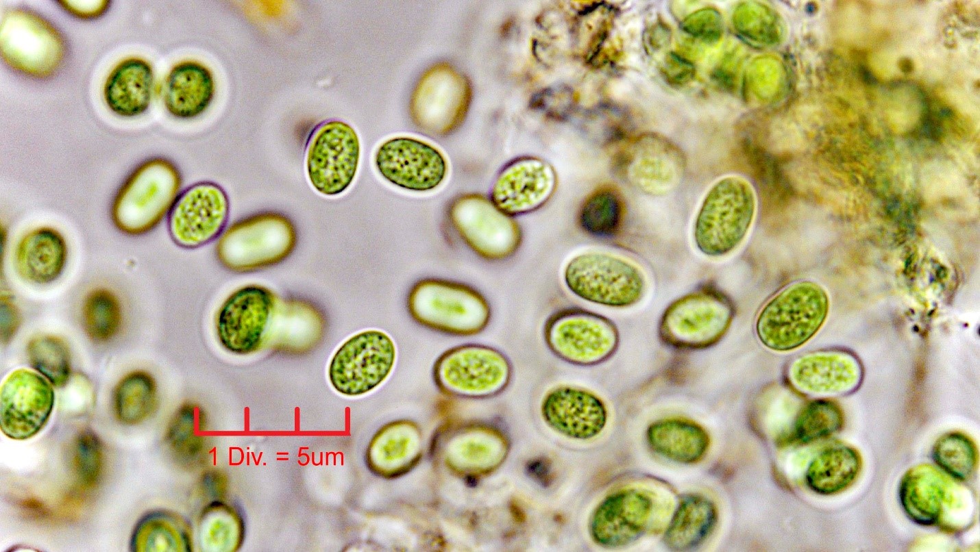 Cyanobacteria/Chroococcales/Aphanothecaceae/Aphanothece/stagnina/4.jpg