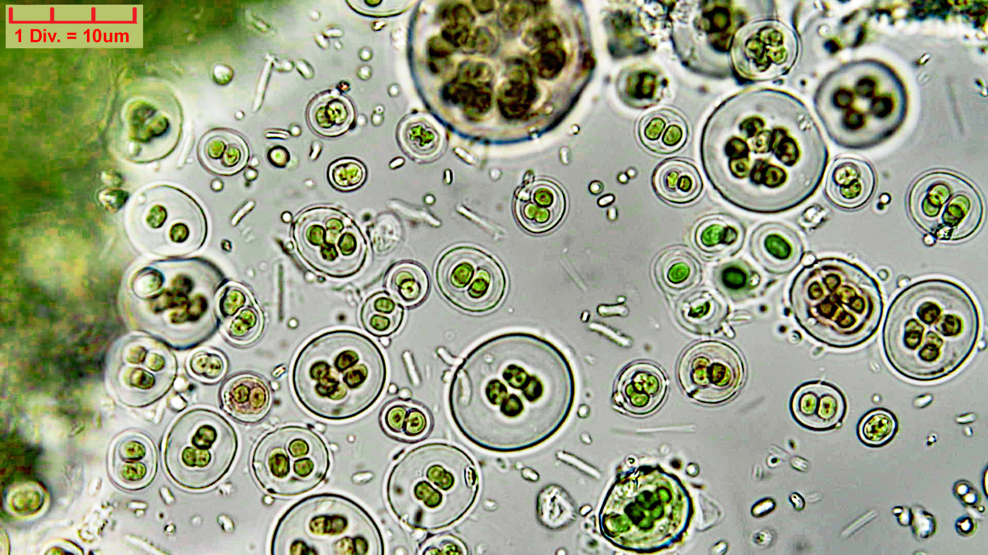 Cyanobacteria/Chroococcales/Chroococcaceae/Gloeocapsa/atrata/31.jpg