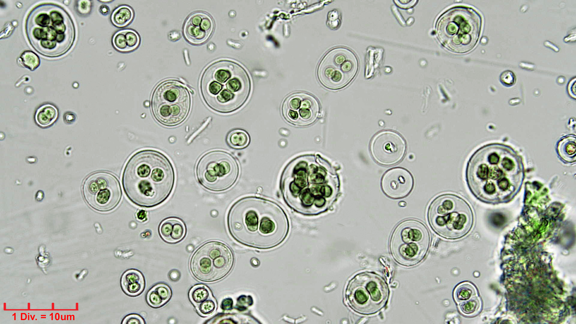 Cyanobacteria/Chroococcales/Chroococcaceae/Gloeocapsa/atrata/32.jpg