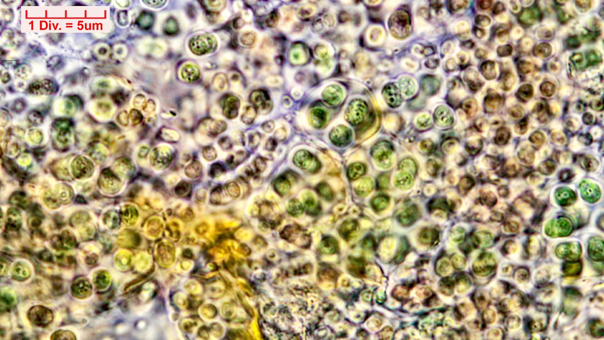 Cyanobacteria/Chroococcales/Chroococcaceae/Gloeocapsa/kuetzingiana/42.jpg