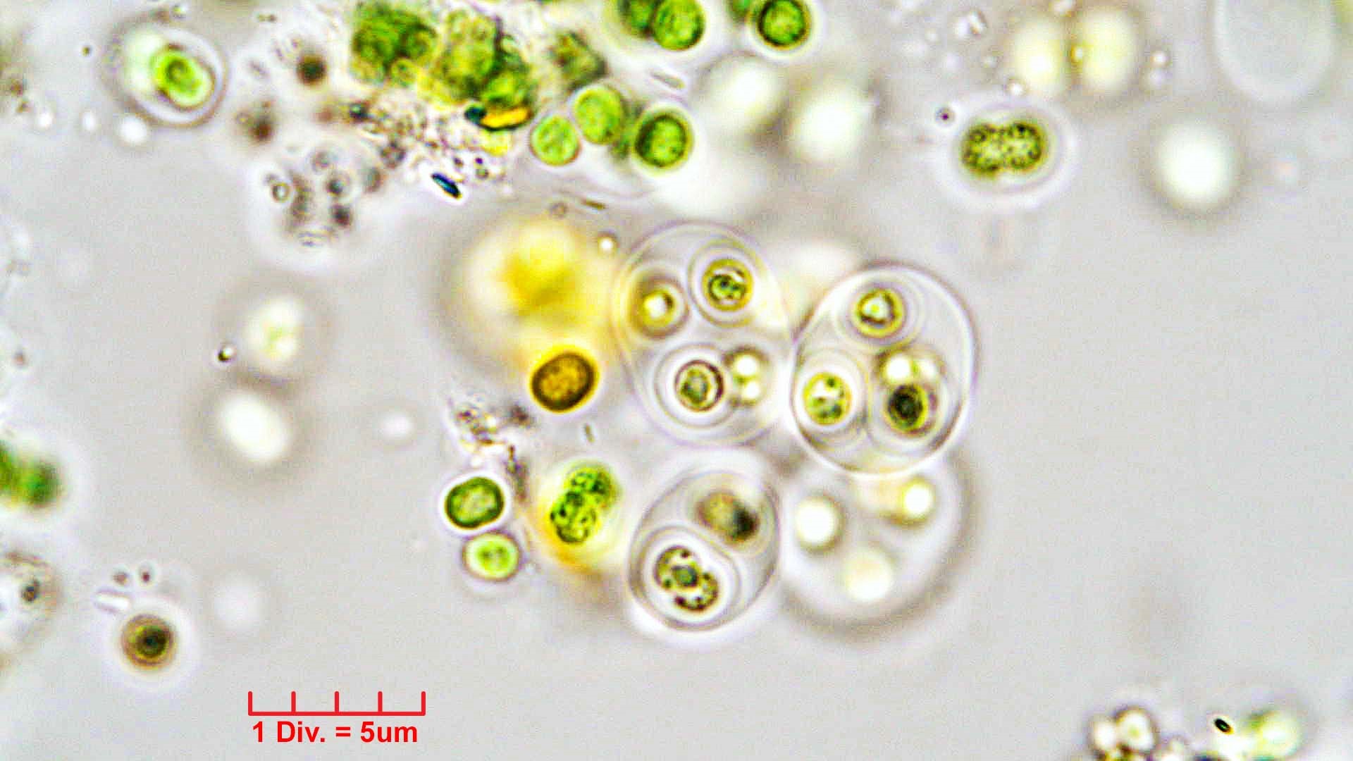 Cyanobacteria/Chroococcales/Chroococcaceae/Gloeocapsa/kuetzingiana/45.jpg