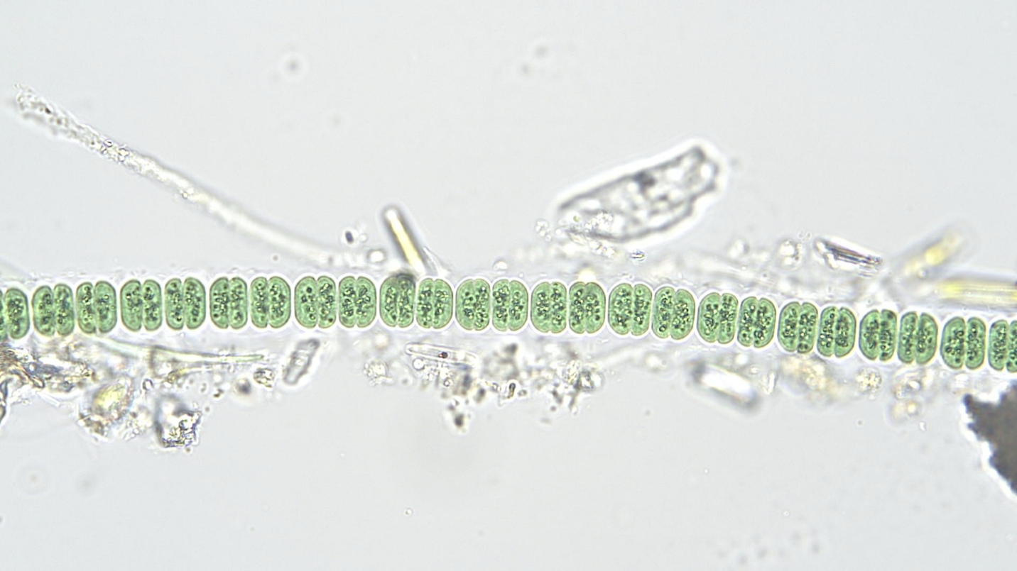 Cyanobacteria/Chroococcales/Cyanothricaceae/Johannesbaptistia/sp/jobap1a.jpg