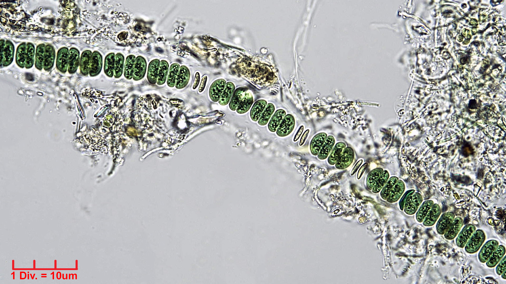 Cyanobacteria/Chroococcales/Cyanothricaceae/Johannesbaptistia/sp/jobap3.jpg