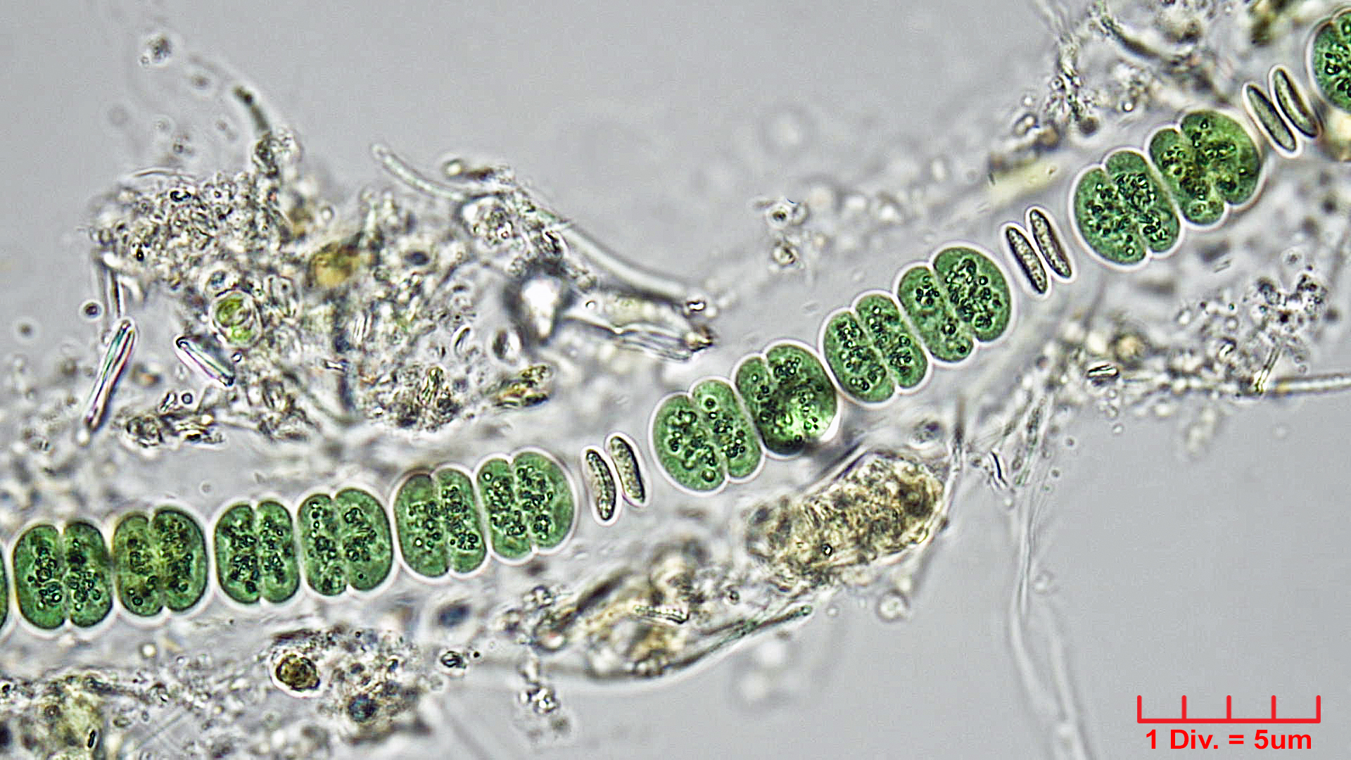 Cyanobacteria/Chroococcales/Cyanothricaceae/Johannesbaptistia/sp/jobap4.jpg