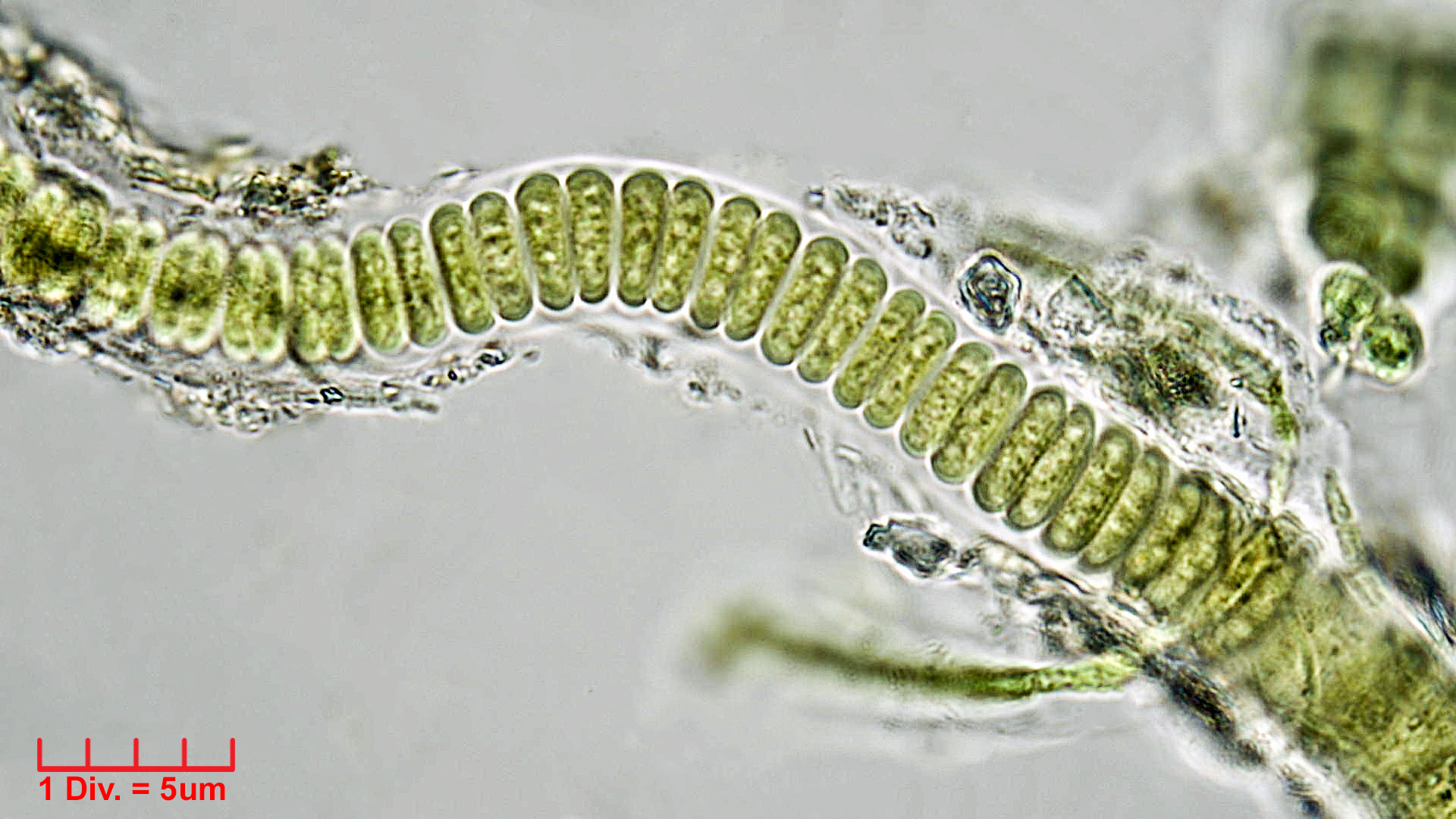 Cyanobacteria/Chroococcales/Cyanothricaceae/Johannesbaptistia/sp/jobap6.jpg