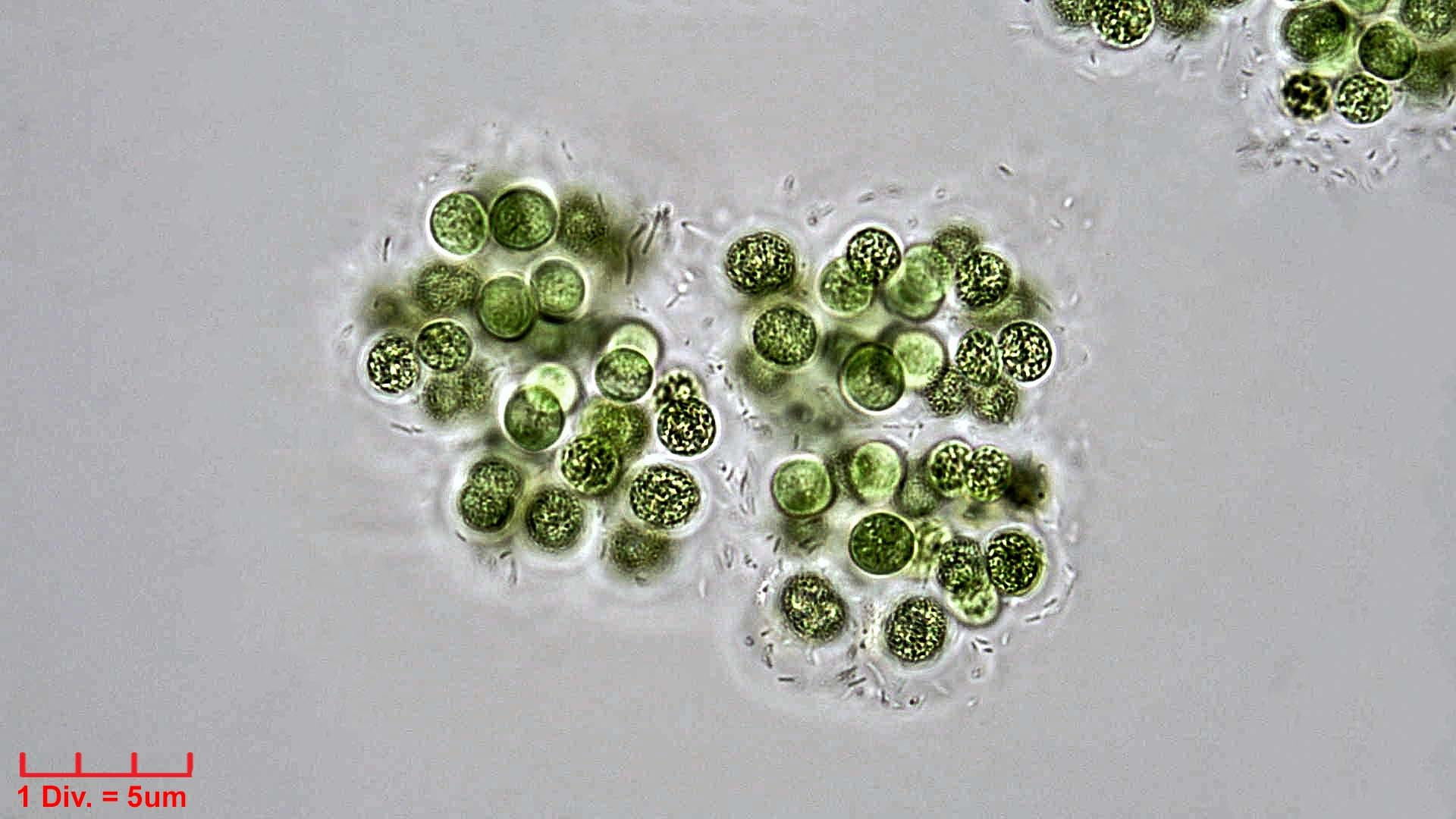Cyanobacteria/Chroococcales/Microcystaceae/Microcystis/viridis/68.jpg