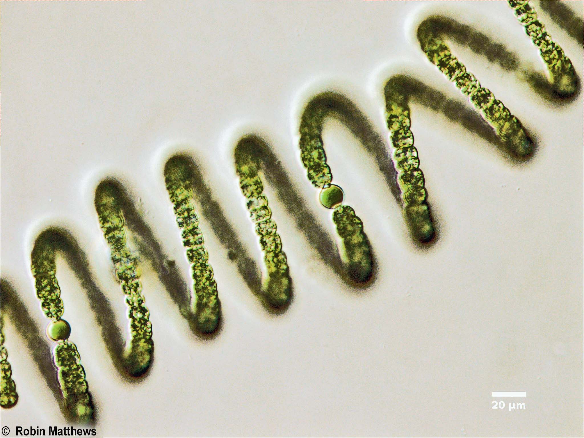 Cyanobacteria/Nostocales/Aphanizomenonaceae/Dolichospermum/crassum/558.jpg