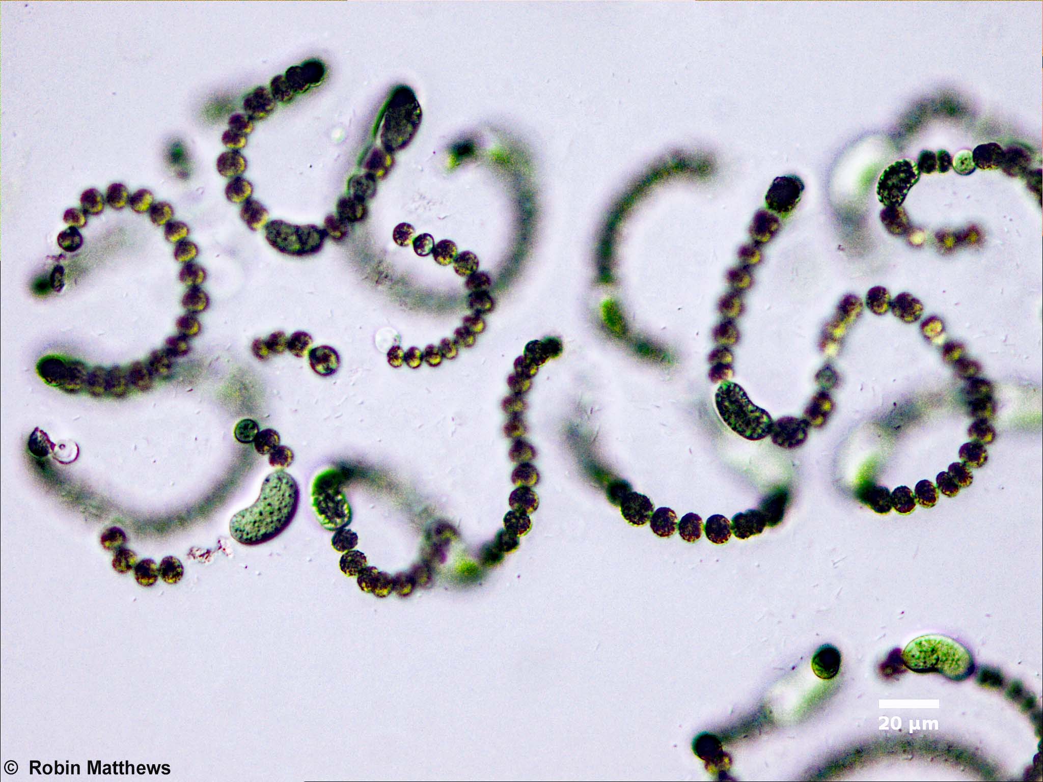 Cyanobacteria/Nostocales/Aphanizomenonaceae/Dolichospermum/flos-aquae/566.jpg