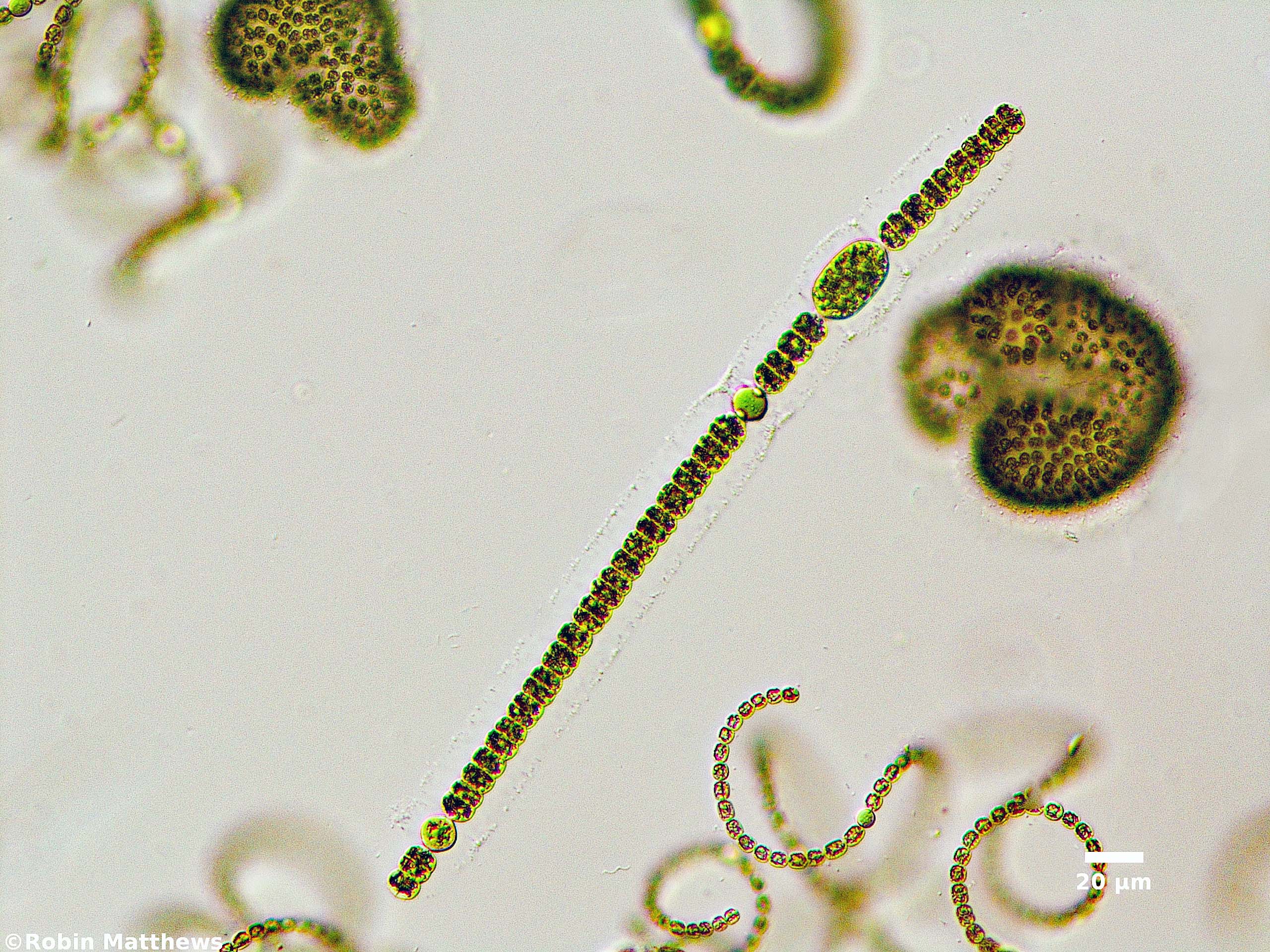 Cyanobacteria/Nostocales/Aphanizomenonaceae/Dolichospermum/planctonicum/576.jpg