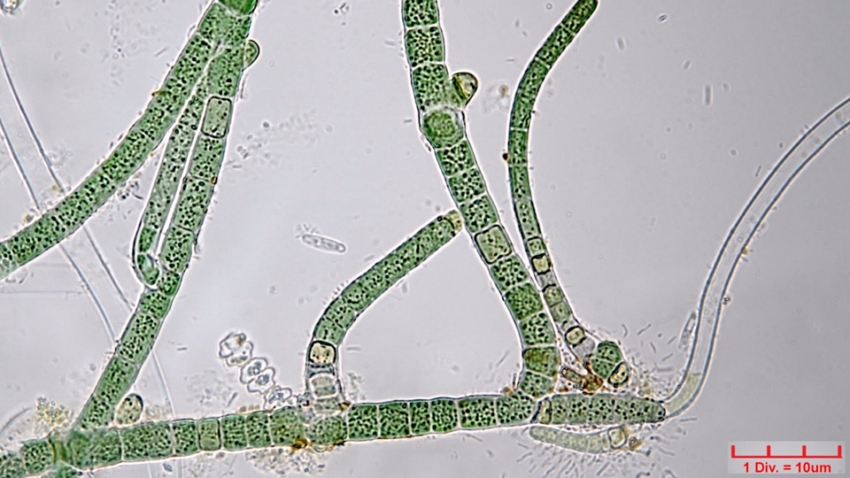 ./././Cyanobacteria/Nostocales/Hapalosiphonaceae/Hapalosiphon/hibernicus/509.png