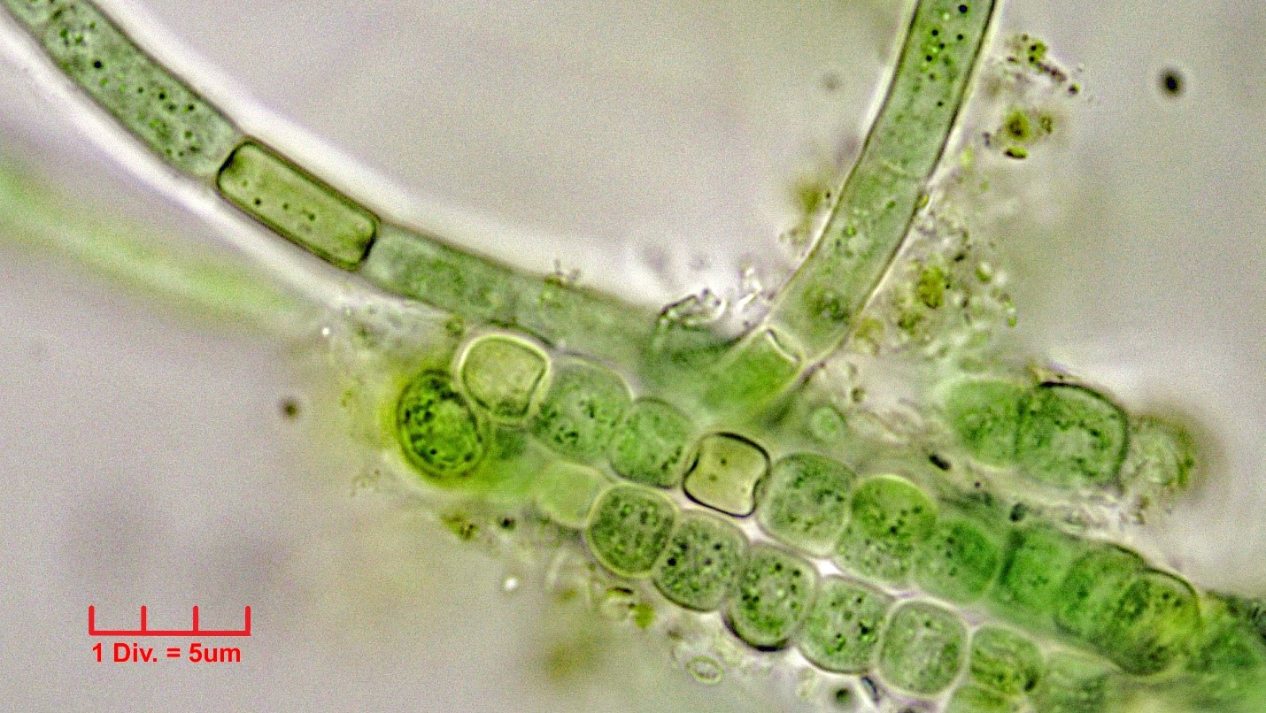 Cyanobacteria/Nostocales/Hapalosiphonaceae/Hapalosiphon/pumilus/499.jpg
