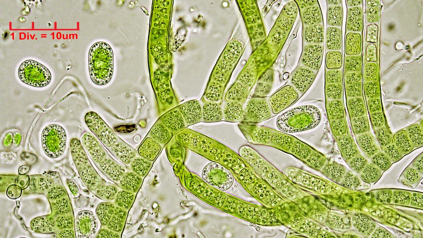 Cyanobacteria/Nostocales/Hapalosiphonaceae/Hapalosiphon/pumilus/500.jpg
