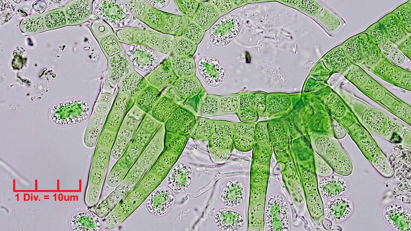 ././Cyanobacteria/Nostocales/Hapalosiphonaceae/Hapalosiphon/pumilus/501.jpg