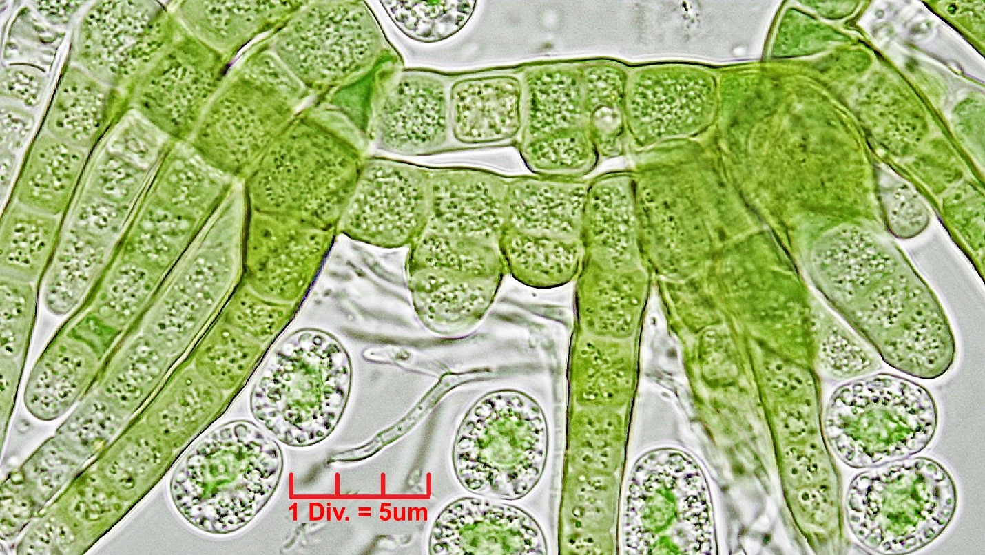 Cyanobacteria/Nostocales/Hapalosiphonaceae/Hapalosiphon/pumilus/502.jpg