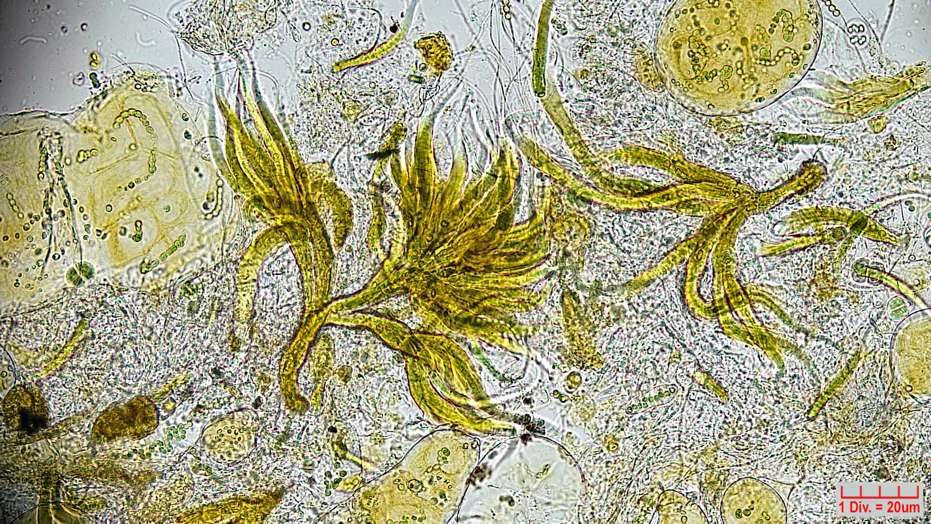 Cyanobacteria/Nostocales/Rivulariaceae/Dichothrix/gypsophila/457.jpg