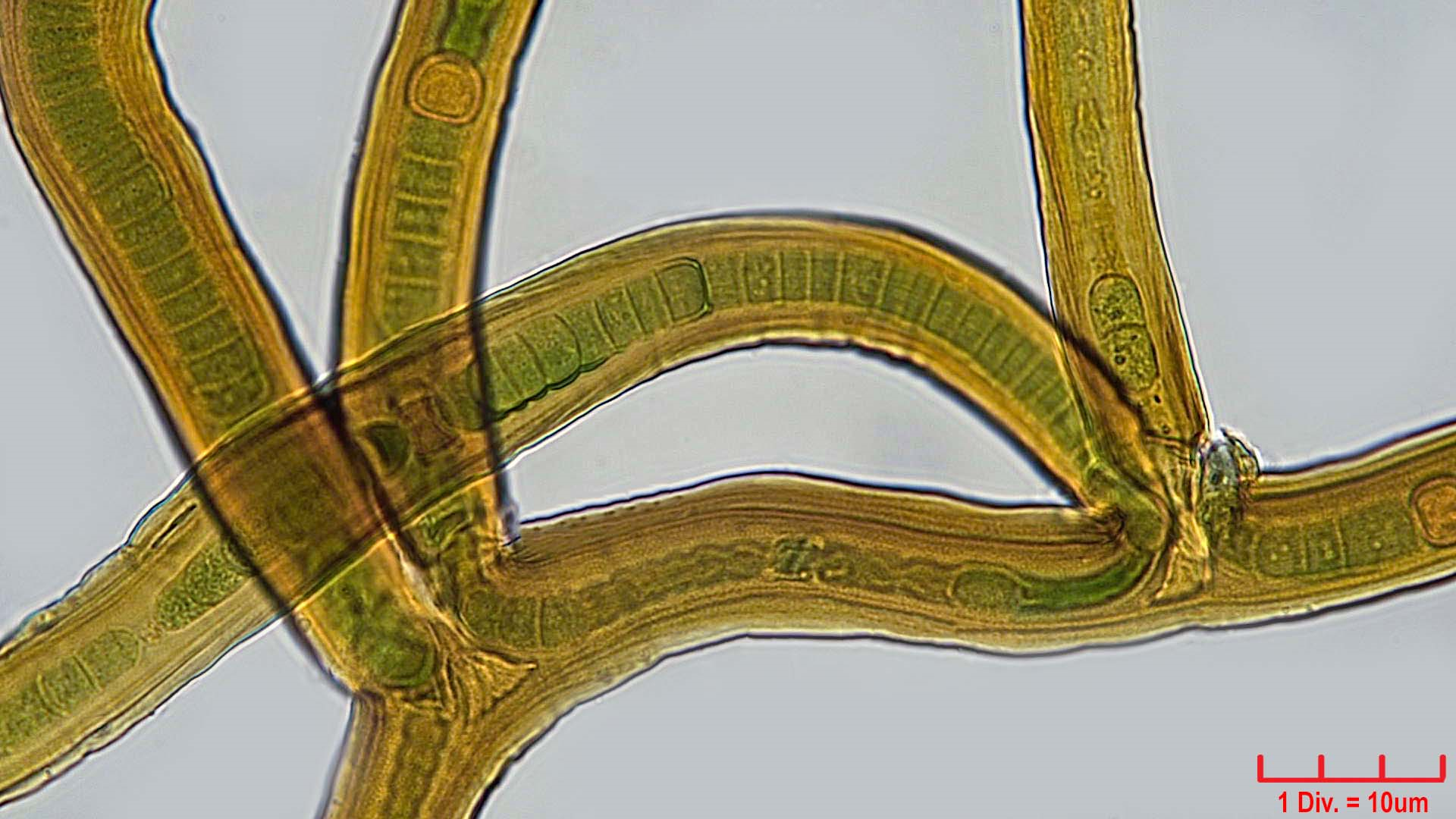 Cyanobacteria/Nostocales/Scytonemataceae/Scytonema/myochrous/375.png