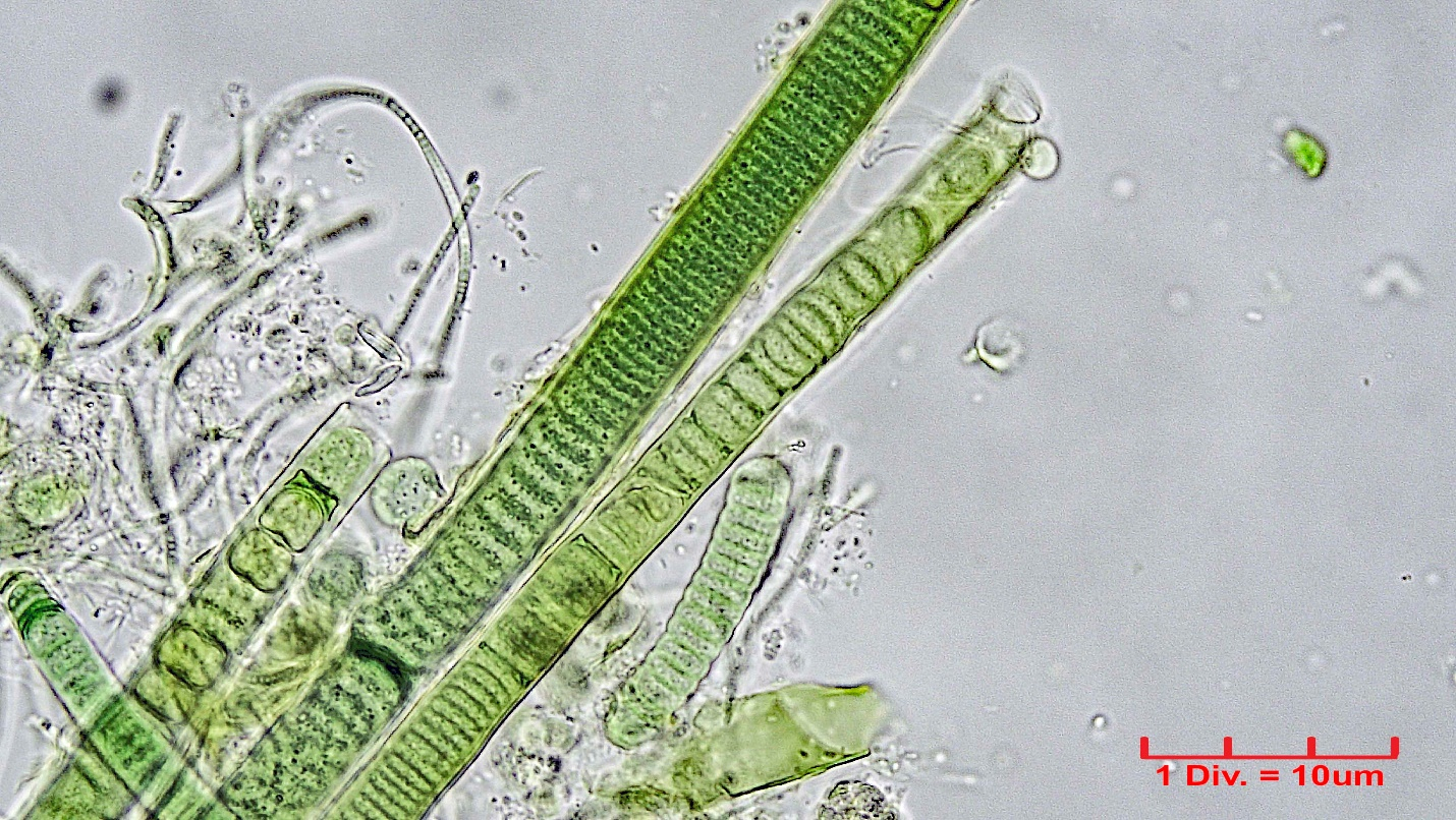 ./Cyanobacteria/Nostocales/Scytonemataceae/Scytonematopsis/crustacea/424.jpg