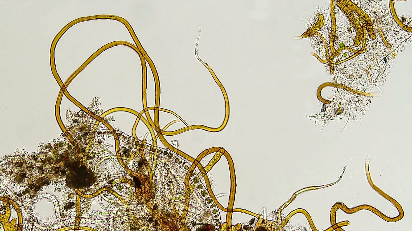 Cyanobacteria/Nostocales/Scytonemataceae/Scytonematopsis/starmachii/426.jpg