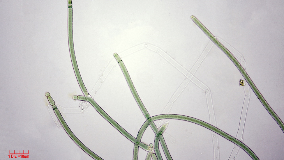Cyanobacteria/Nostocales/Tolypothrichaceae/Tolypothrix/distorta/307.png