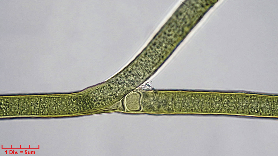 Cyanobacteria/Nostocales/Tolypothrichaceae/Tolypothrix/distorta/310.png