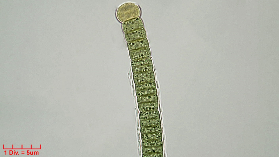Cyanobacteria/Nostocales/Tolypothrichaceae/Tolypothrix/distorta/311.png