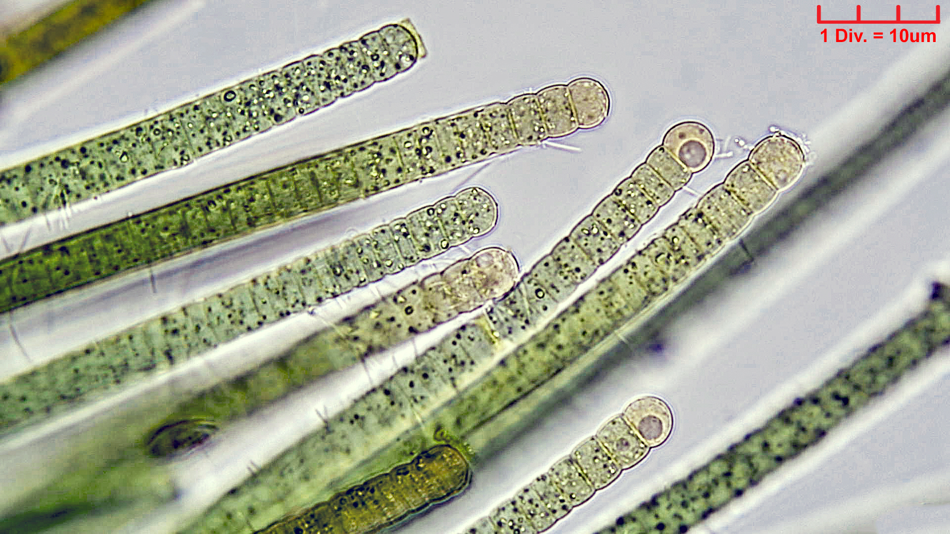 Cyanobacteria/Nostocales/Tolypothrichaceae/Tolypothrix/pencillata/TolyPen2.jpg
