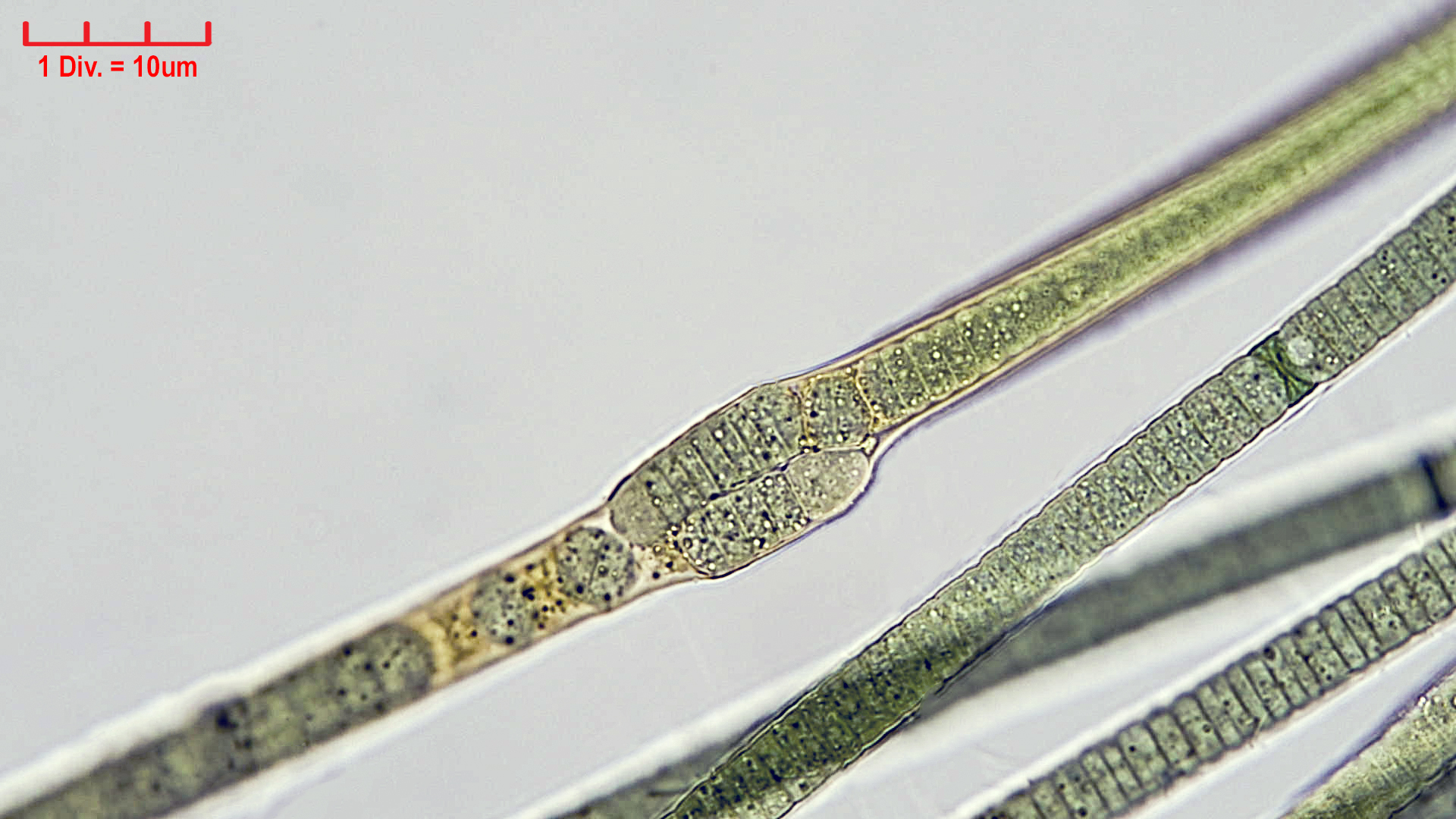Cyanobacteria/Nostocales/Tolypothrichaceae/Tolypothrix/pencillata/TolyPen6.jpg