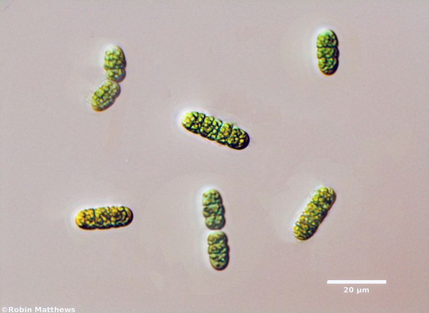 ./Cyanobacteria/Oscillatoriales/Borziaceae/Borzia/triocularis/238.png
