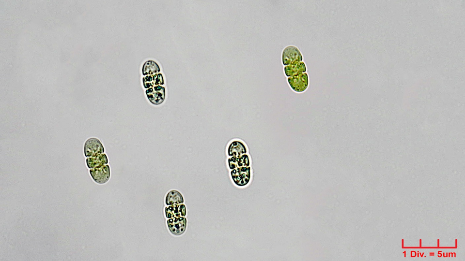 Cyanobacteria/Oscillatoriales/Borziaceae/Borzia/triocularis/239.png