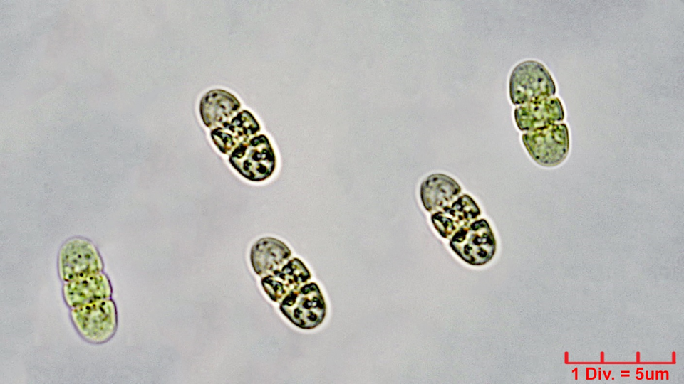 ././Cyanobacteria/Oscillatoriales/Borziaceae/Borzia/triocularis/240.png