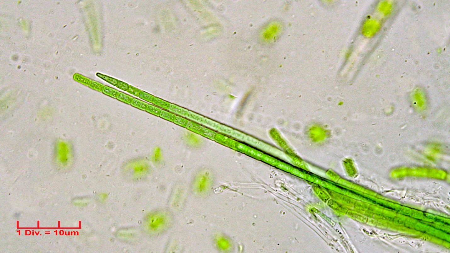 ./Cyanobacteria/Oscillatoriales/Coleofasciculaceae/Coleofasciculus/chthonoplastes/290.jpg