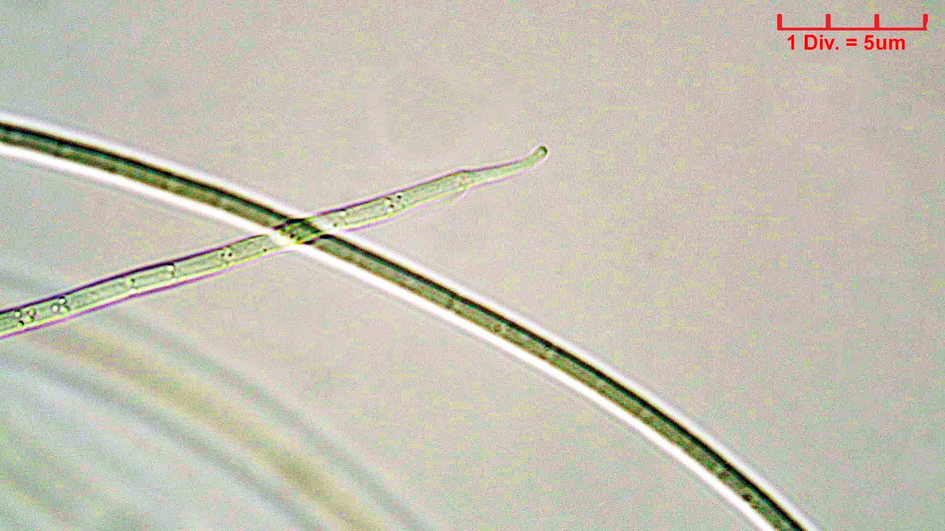 Cyanobacteria/Oscillatoriales/Coleofasciculaceae/Geitlerinema/splendidum/291.jpg