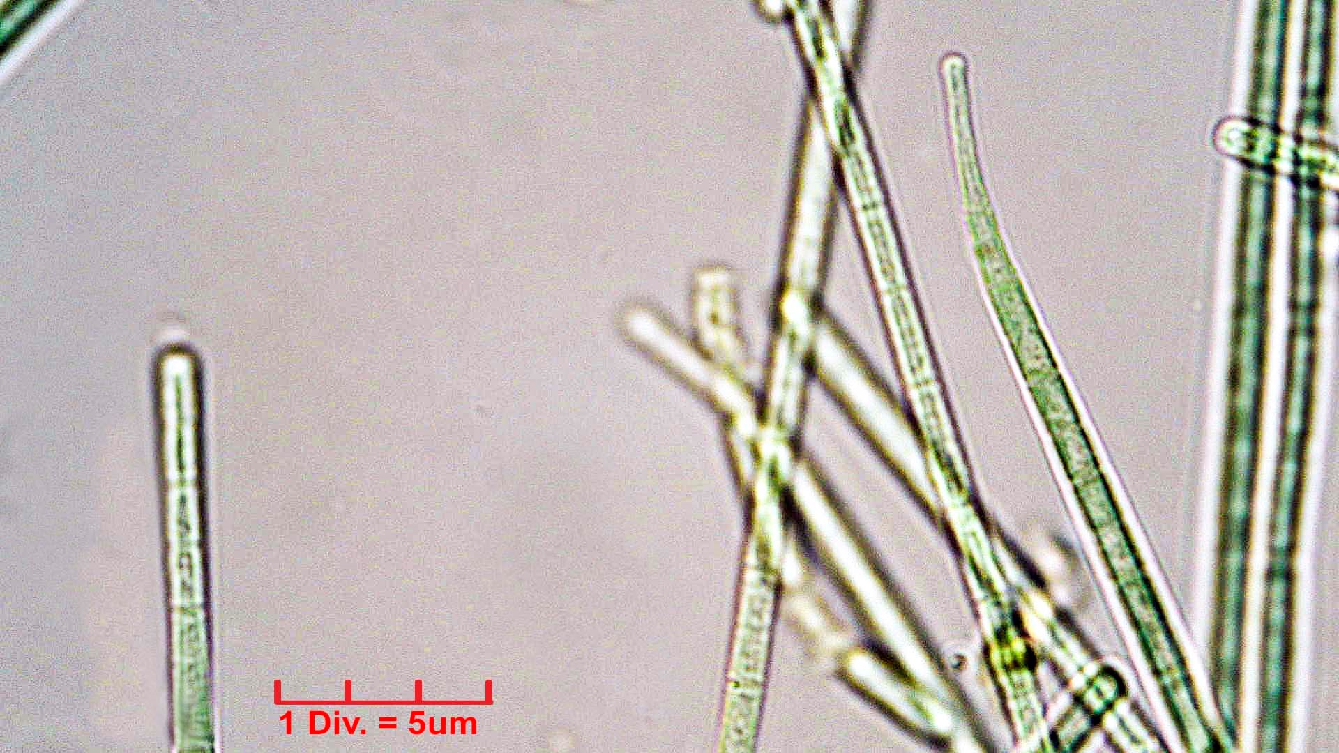 ././Cyanobacteria/Oscillatoriales/Coleofasciculaceae/Geitlerinema/splendidum/292.jpg