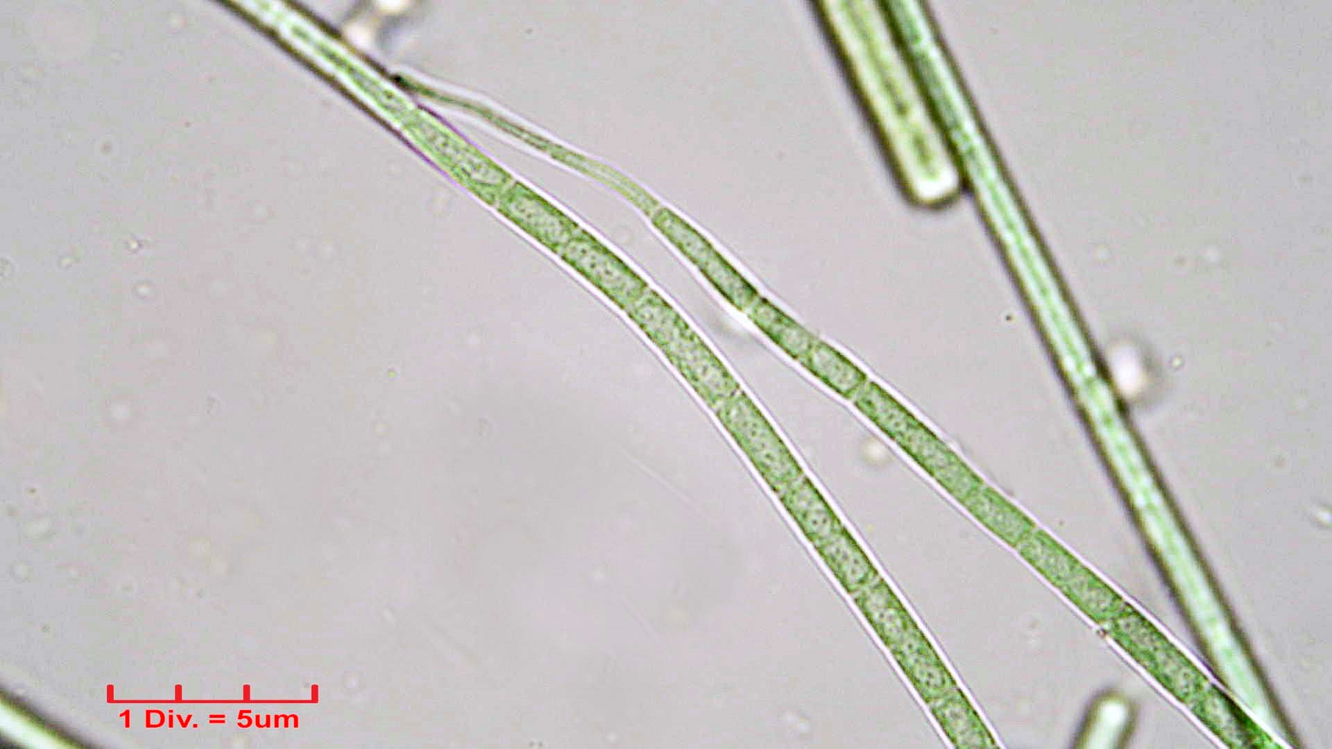 Cyanobacteria/Oscillatoriales/Coleofasciculaceae/Geitlerinema/splendidum/293.jpg