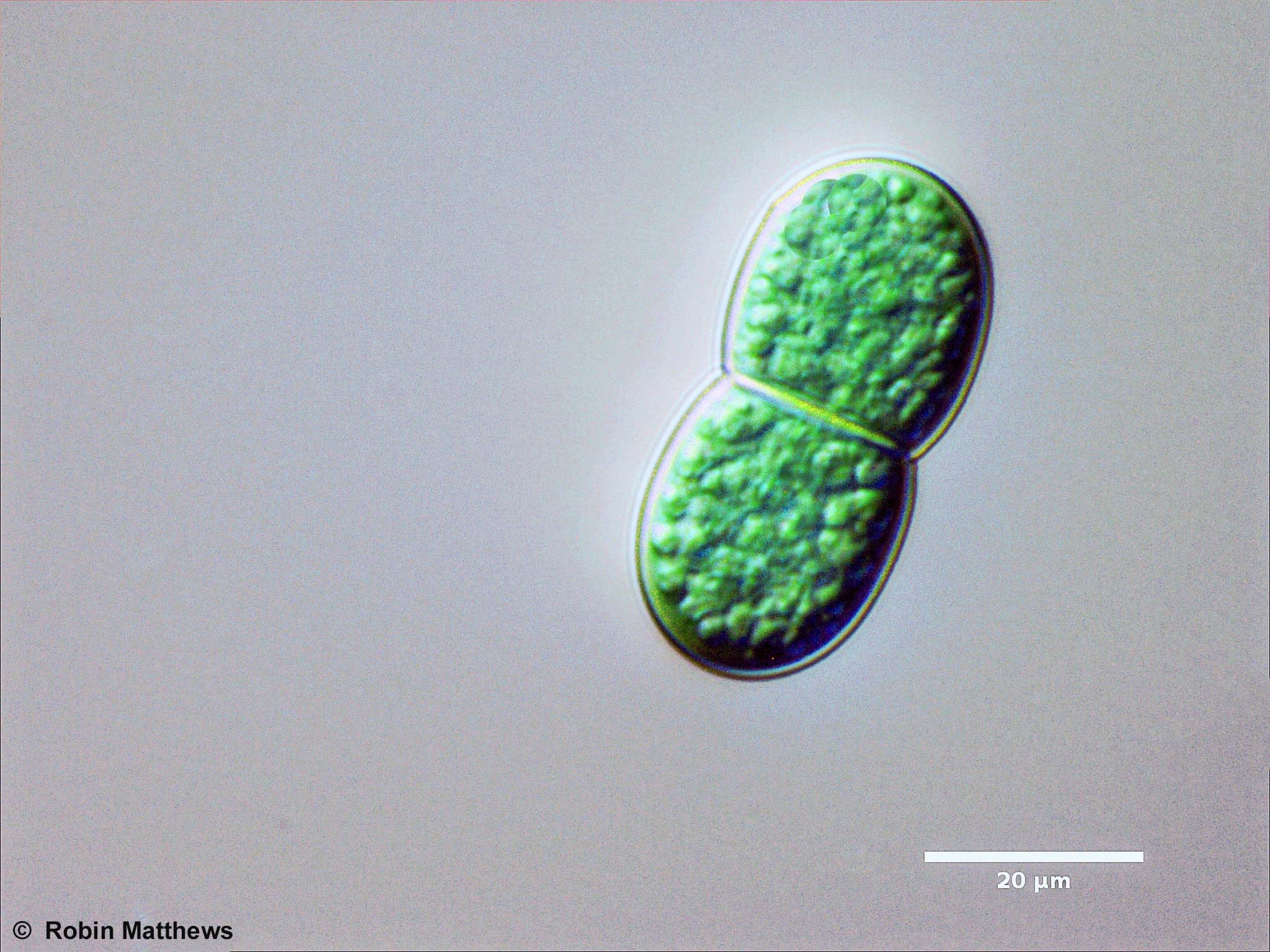 ./././Cyanobacteria/Oscillatoriales/Cyanothecaceae/Cyanothece/aeruginosa/243.jpg