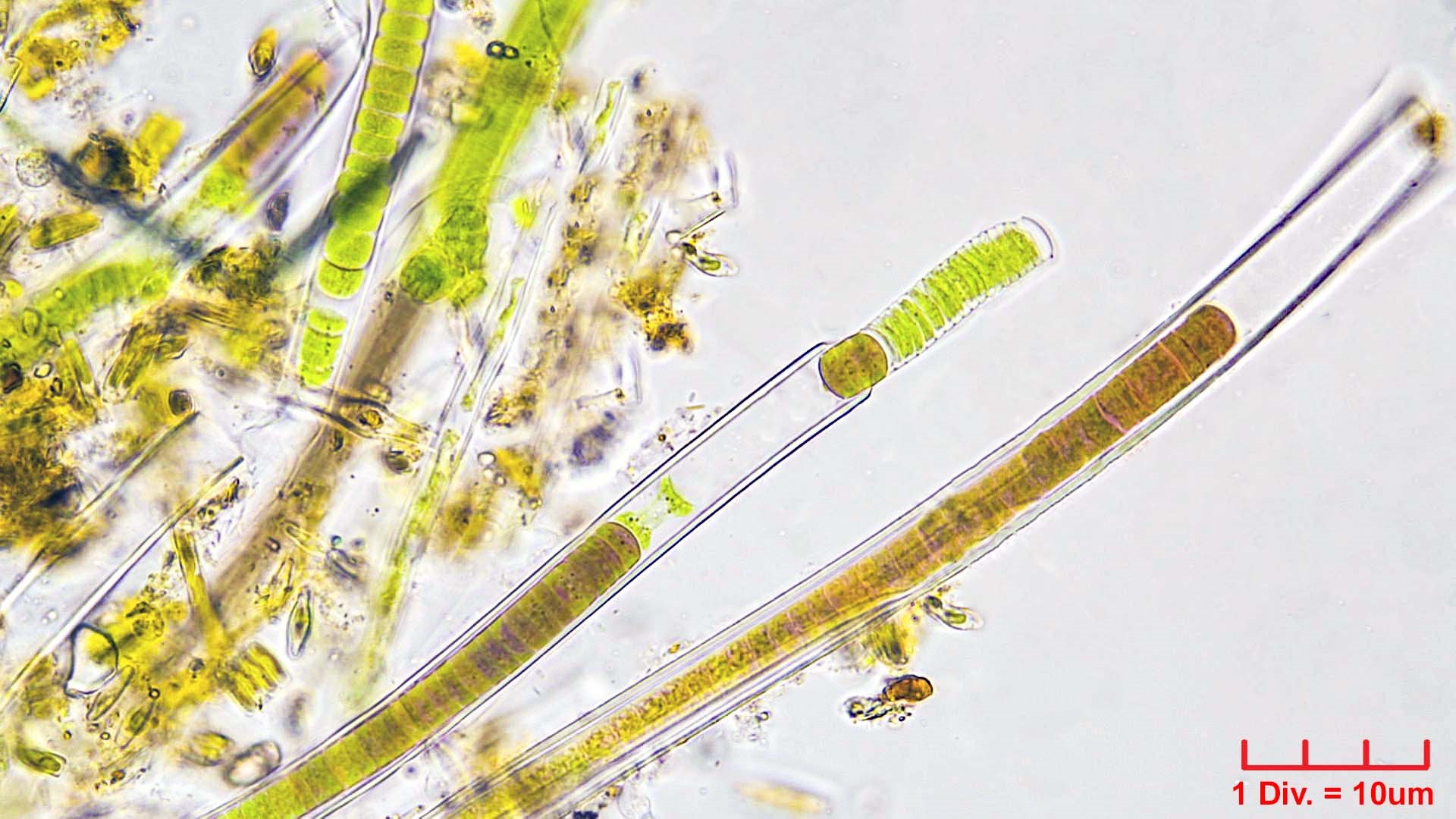 Cyanobacteria/Oscillatoriales/Homeotrichaceae/Homeothrix/juliana/300.jpg