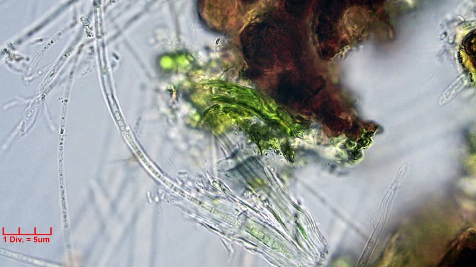 Cyanobacteria/Oscillatoriales/Homeotrichaceae/Phormidiochaete/sp/302.png