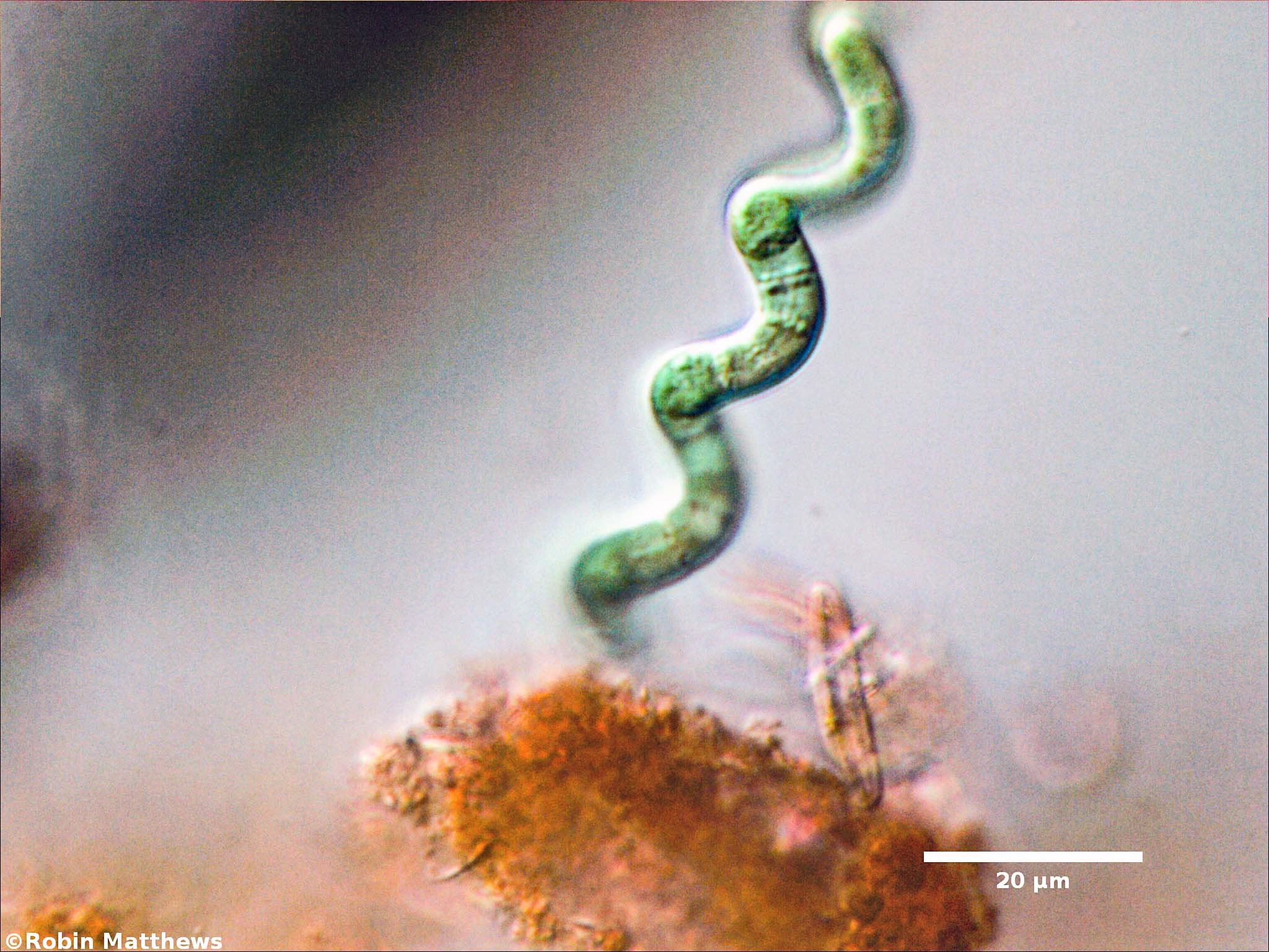 ././Cyanobacteria/Oscillatoriales/Microcoleaceae/Arthrospira/jenneri/252.jpg