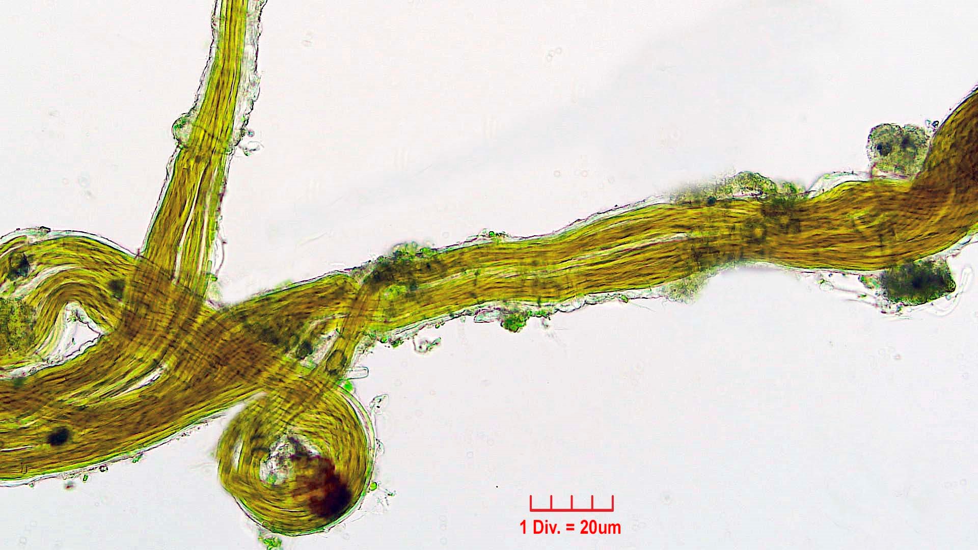 Cyanobacteria/Oscillatoriales/Microcoleaceae/Microcoleus/vaginatus/271.jpg