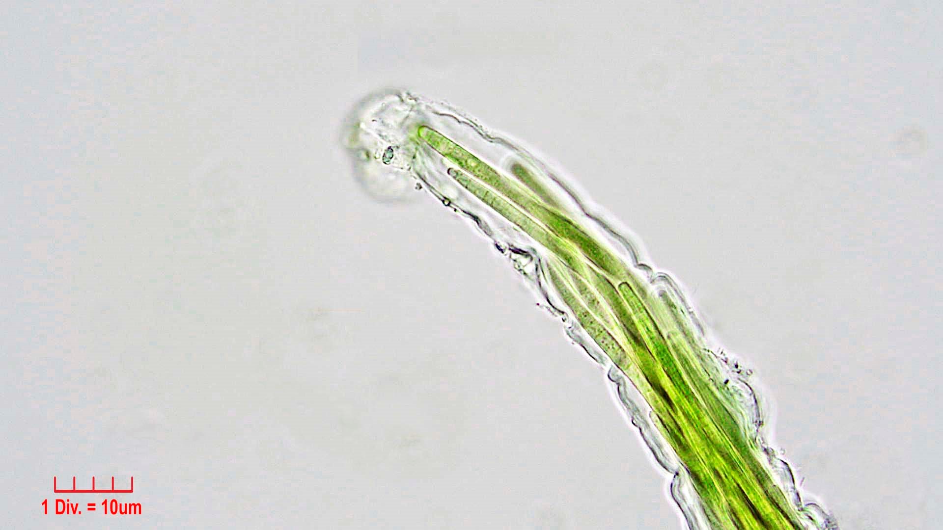 Cyanobacteria/Oscillatoriales/Microcoleaceae/Microcoleus/vaginatus/273.jpg