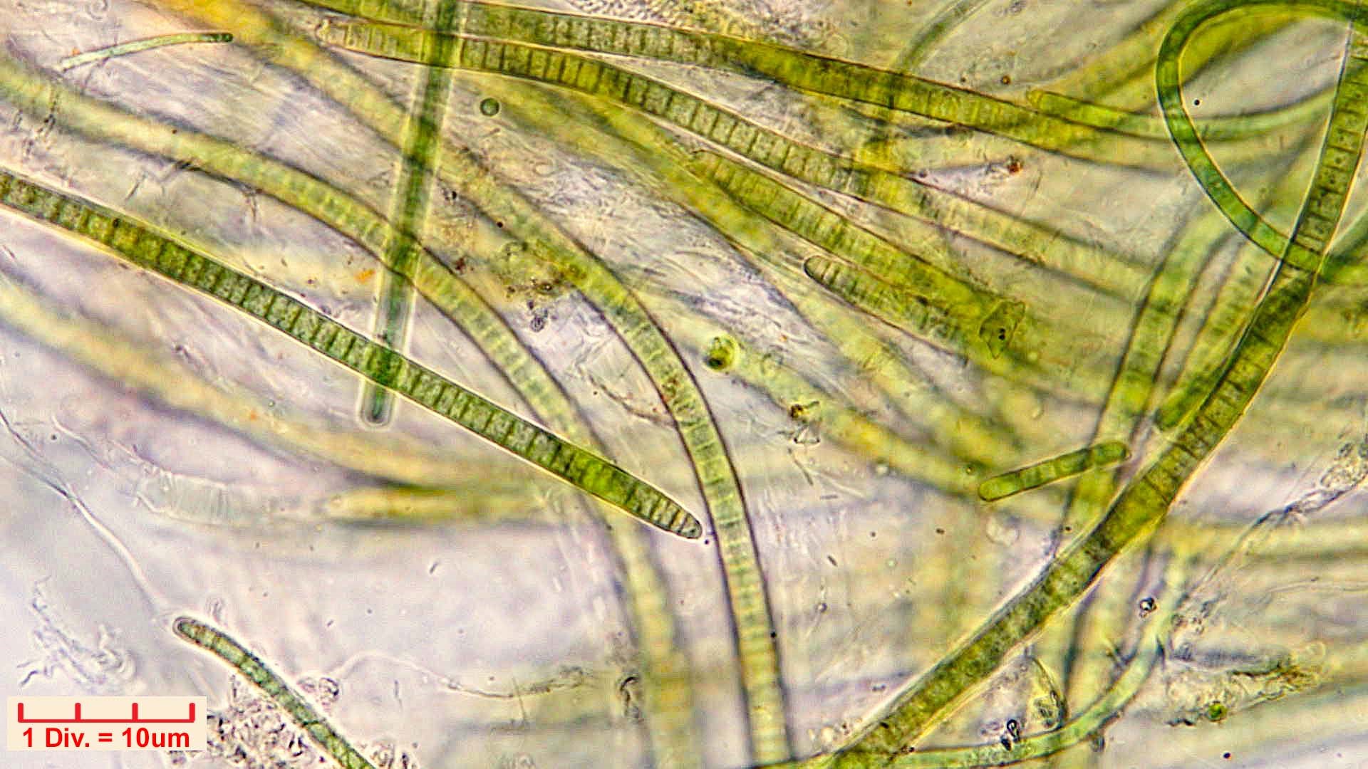 Cyanobacteria/Oscillatoriales/Microcoleaceae/Microcoleus/vulgaris_cf/258.jpg