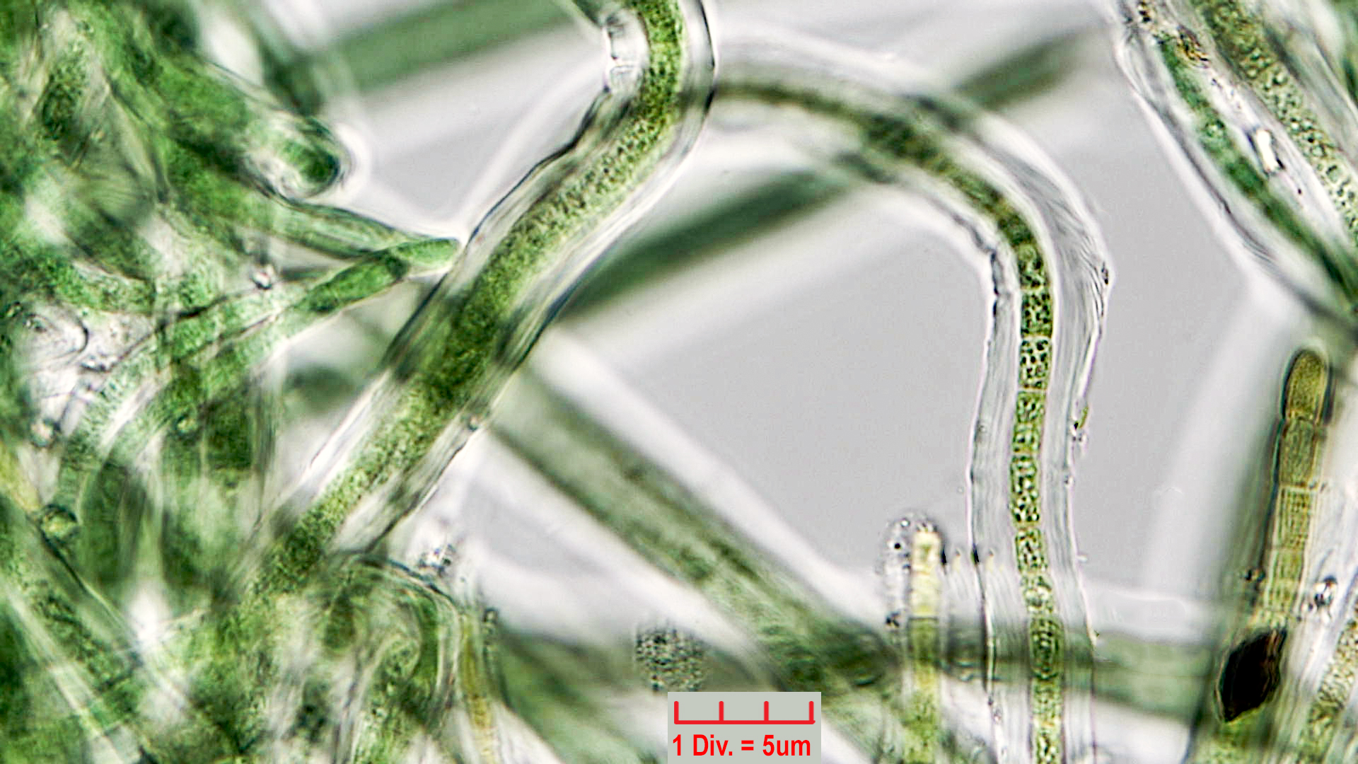 Cyanobacteria/Oscillatoriales/Microcoleaceae/Symplocastrum/friesii/Symfri3.jpg