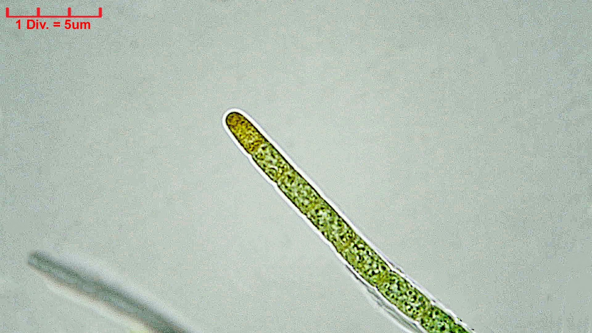 ./././Cyanobacteria/Oscillatoriales/Microcoleaceae/Symplocastrum/friesii/Symfri4.jpg