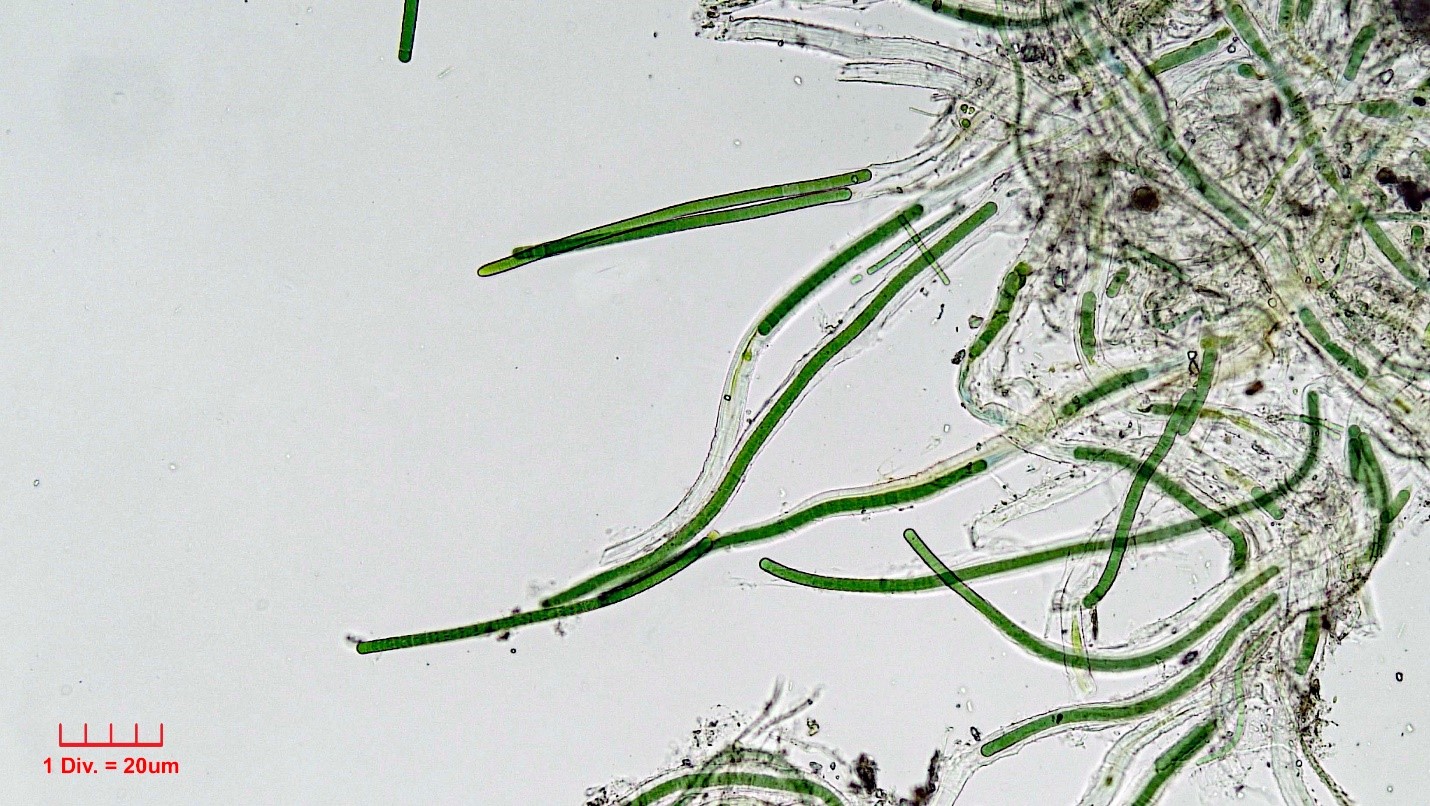 Cyanobacteria/Oscillatoriales/Microcoleaceae/Symplocastrum/muelleri/276.jpg